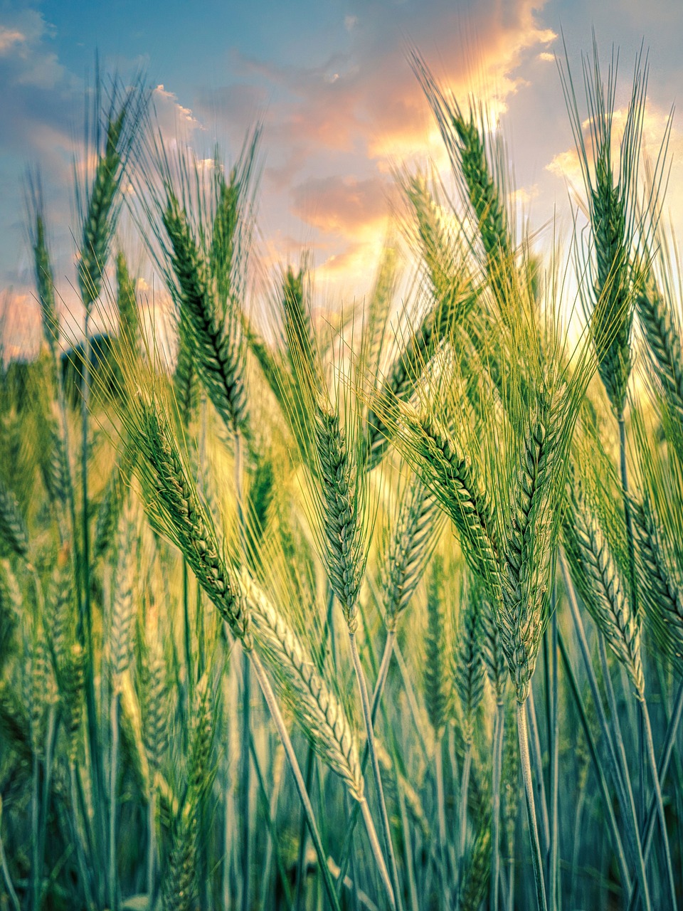 cereals, grain, field, plant, sunset, rye, agriculture, nature, growth, rural, cultivation, food, sunrise, clouds, sunlight, agriculture, agriculture, agriculture, agriculture, agriculture
