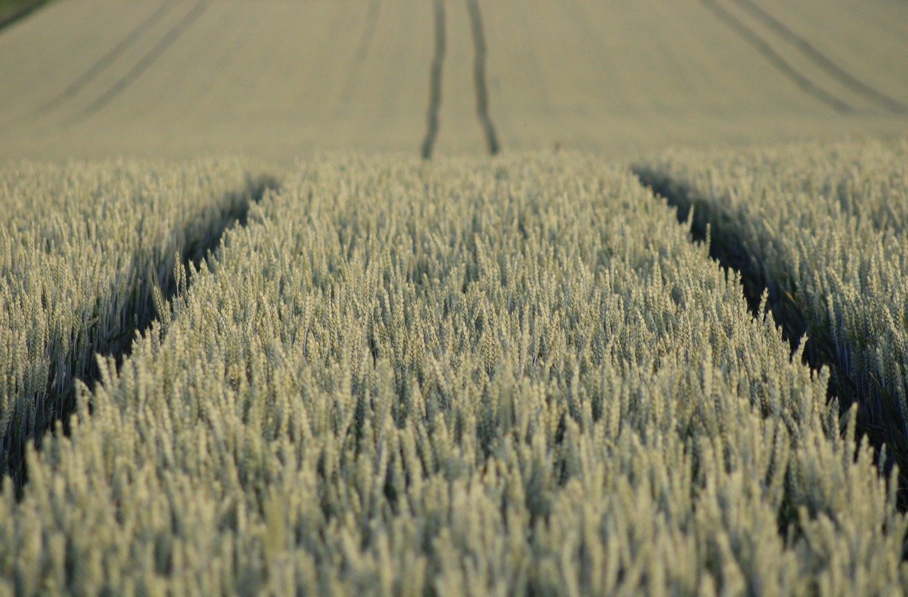 field, wallpaper hd, cool backgrounds, agriculture, wallpaper 4k, hd wallpaper, laptop wallpaper, mac wallpaper, 4k wallpaper, beautiful wallpaper, grain, monoculture, nature, landscape, grain field, full hd wallpaper, windows wallpaper, 4k wallpaper 1920x1080, desktop backgrounds, free background, free wallpaper, background